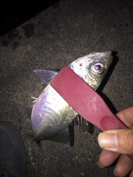 アジングは難しい・・・